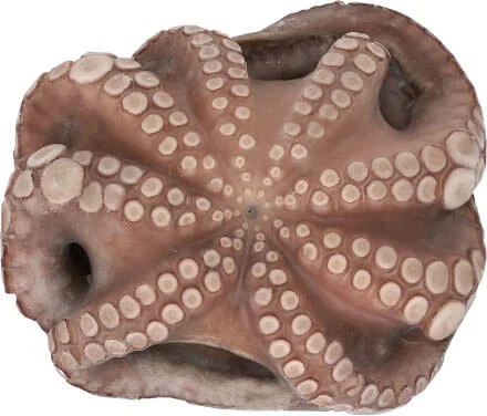LANARAS xtapodi 0.5kg 0.8kg